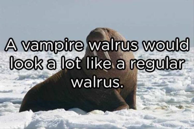 youre-a-walrus.jpg
