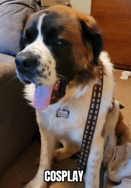 ZomboMeme 08042021141156.jpg